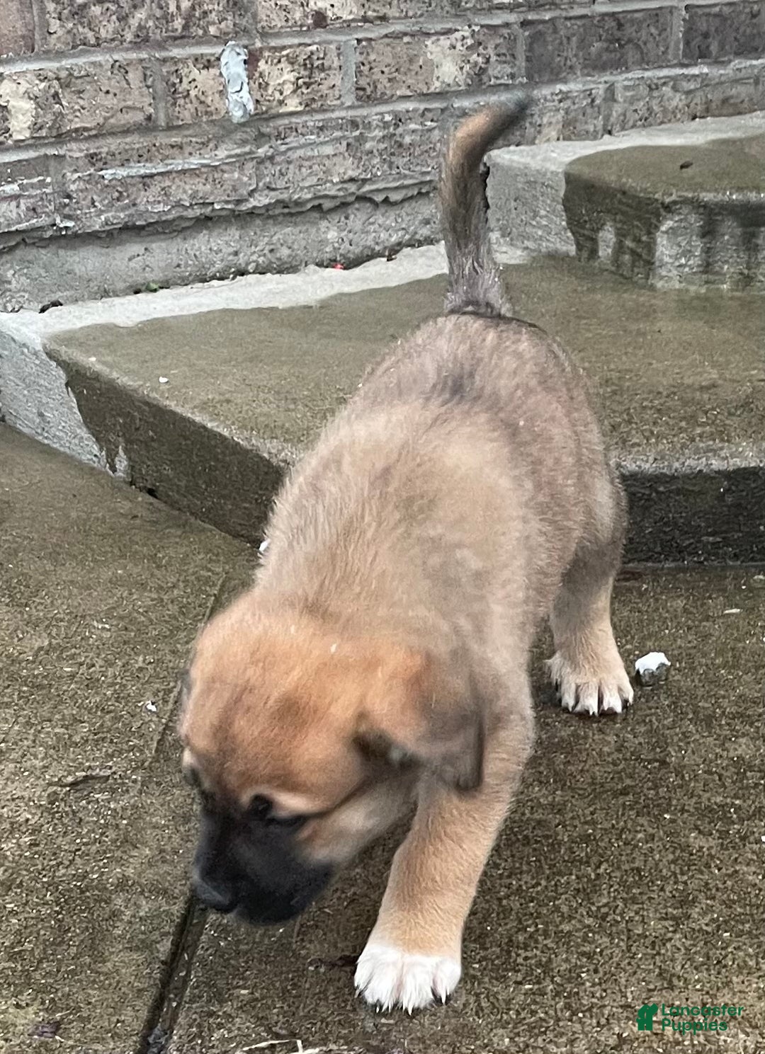 Mixed Breed dogs for sale: Dancer: one of Santa’s Rein-puppies - Ad 10