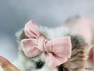 Pomeranian dogs - Ad 27