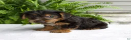 Yorkshire Terrier dogs for sale: Cassie - Ad 3