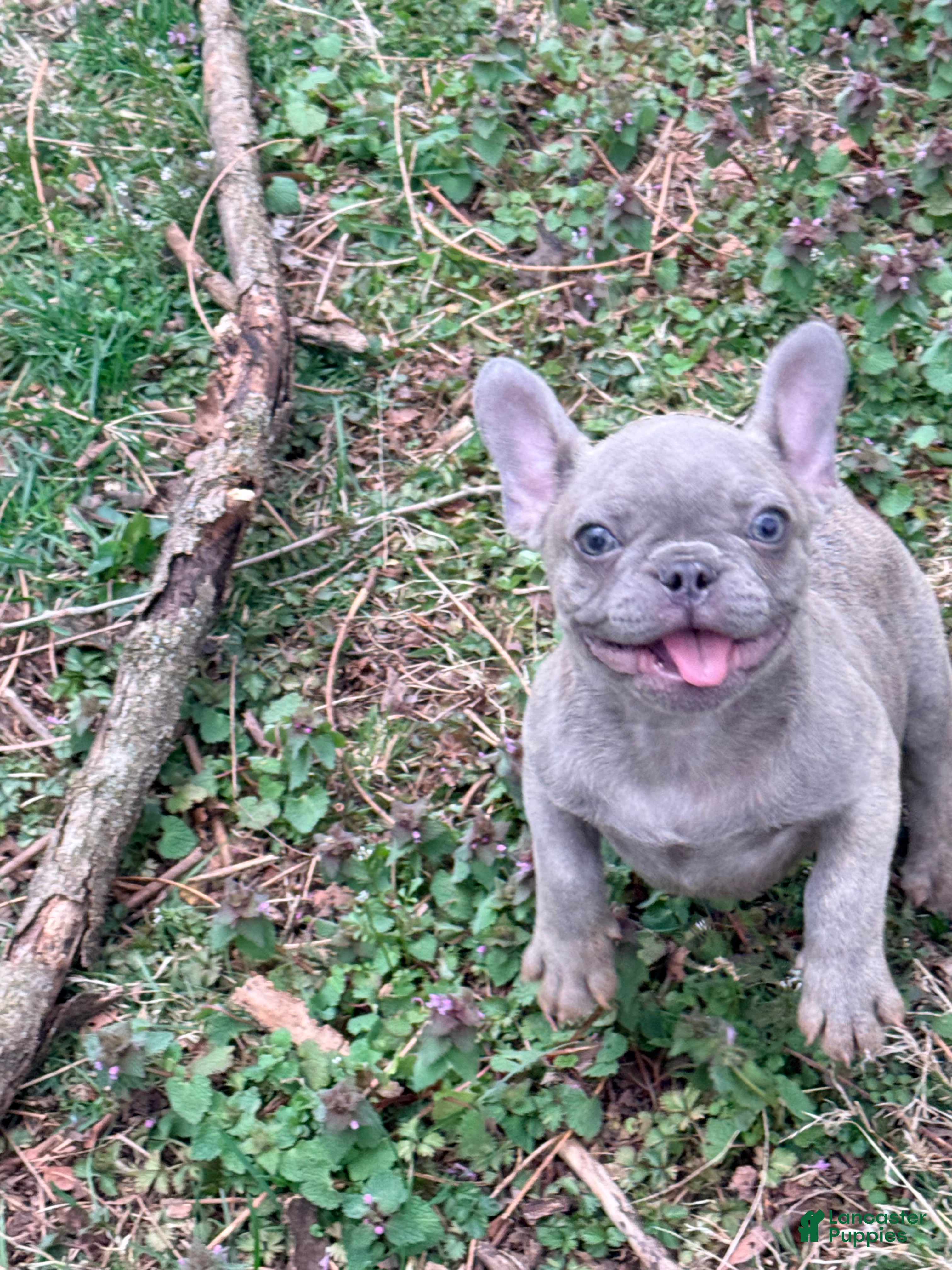 French Bulldog dogs Bagel - Ad 1