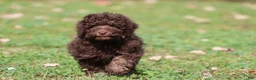 Mini Bernedoodle dogs for sale: Chocolate Cake - Ad 2