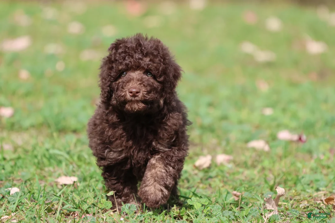 Mini Bernedoodle dogs for sale: Chocolate Cake - Ad 2