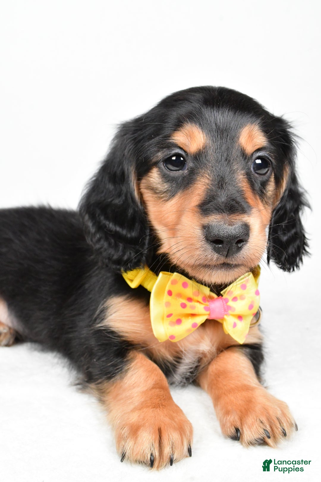 Miniature Dachshund dogs for sale: Ace - Ad 3
