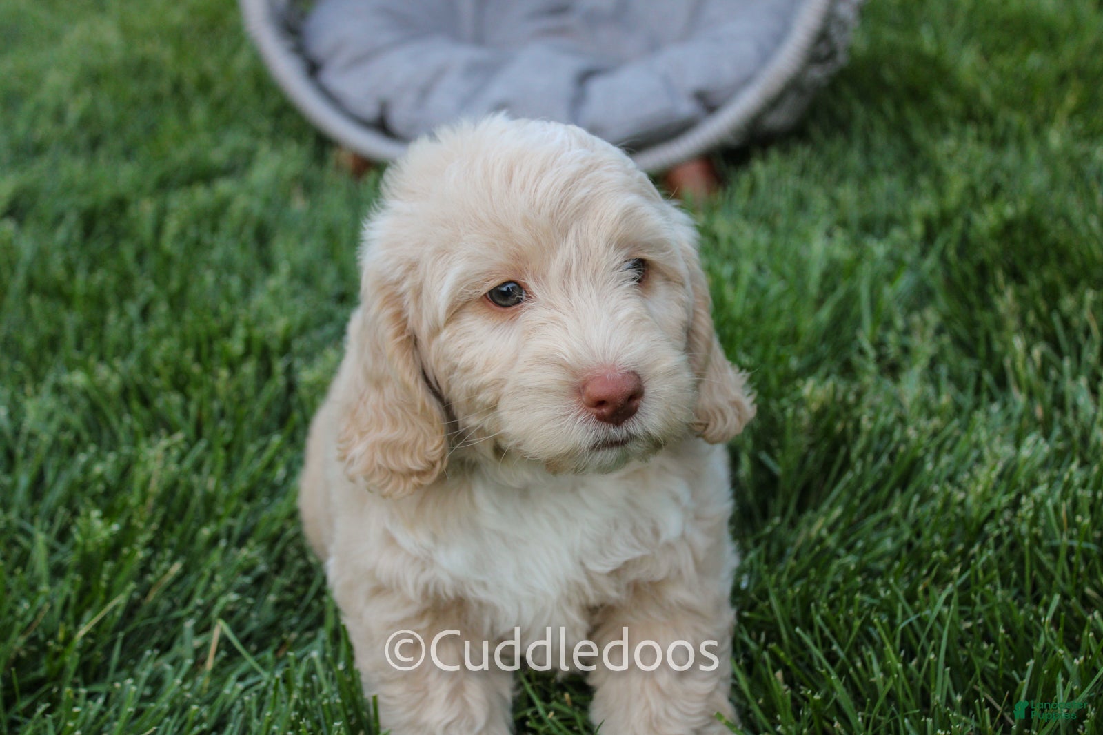 Mixed Breed dogs Mars - Ad 1