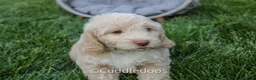 Mixed Breed dogs for sale: Mars - Ad 4