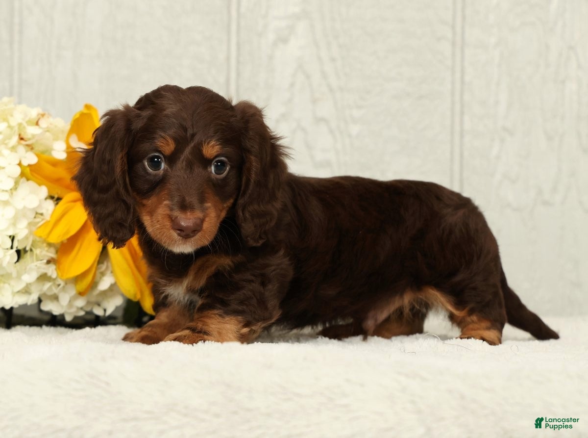 Miniature Dachshund dogs Teddy - Ad 2