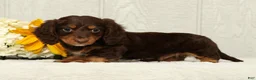 Miniature Dachshund dogs for sale: Teddy - Ad 2