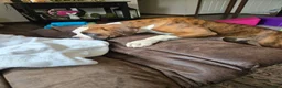 Boxer dogs for sale: Lady - Ad 4