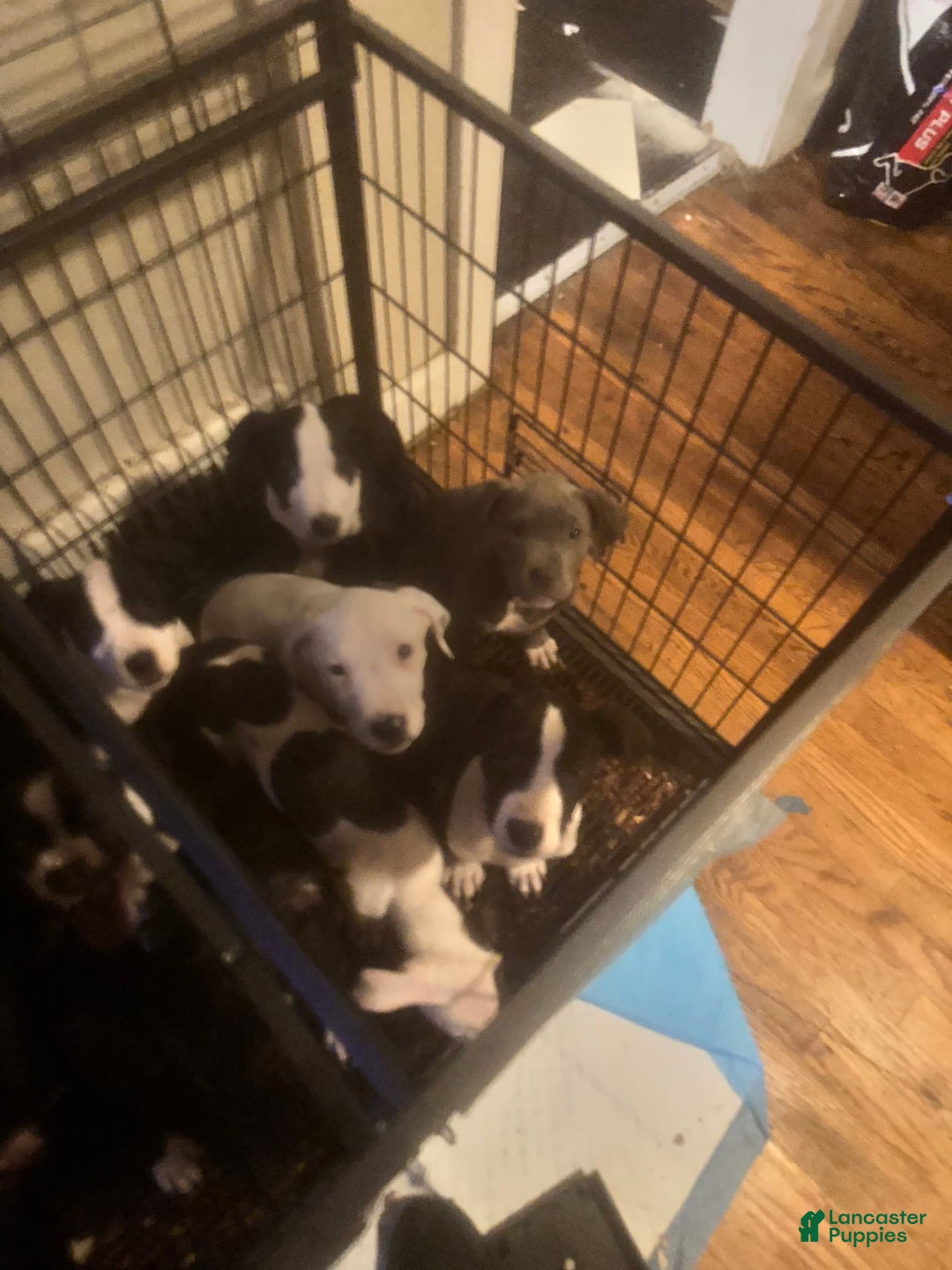 Gallery Image {{count}}