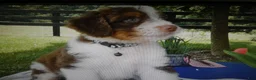 Mini Aussiedoodle dogs for sale: Mini Aussiedoodle 2 Thomas - Ad 3