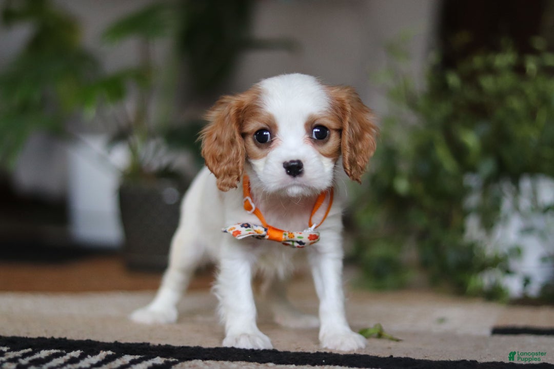 Cavalier King Charles Spaniel dogs for sale: Tucker - Ad 4
