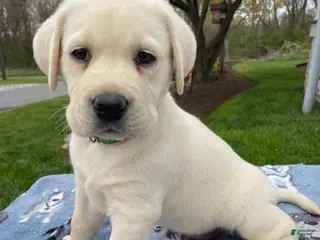 Labrador Retriever dogs Cooper - Ad 16