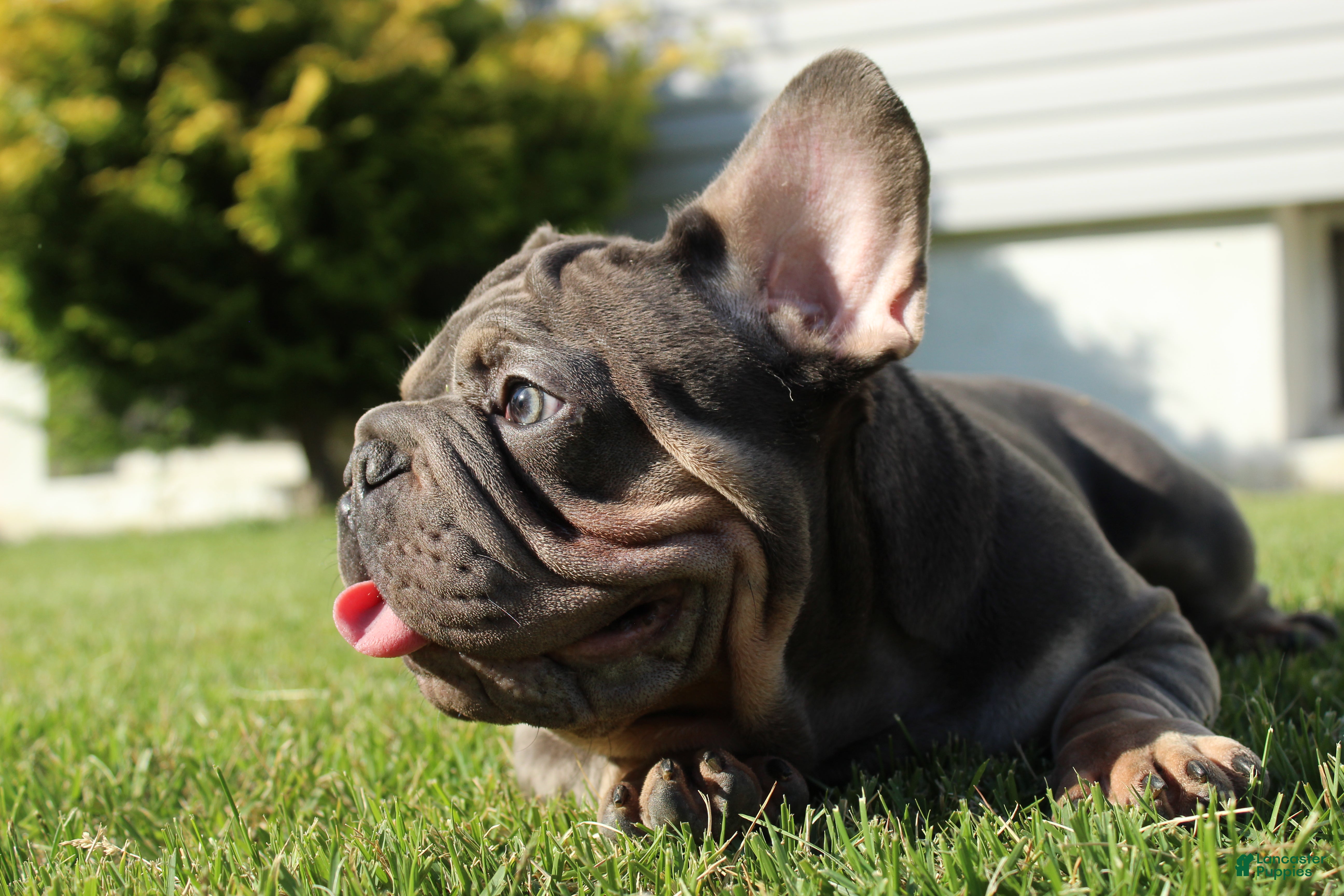 French Bulldog dogs for sale: Lazarus - Ad 2