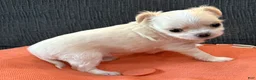 Chihuahua dogs for sale: Lunita  - Ad 4