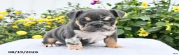 English Bulldog dogs for sale: Patrick - Ad 4