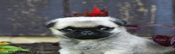 Pug dogs for sale: Alice - Ad 2