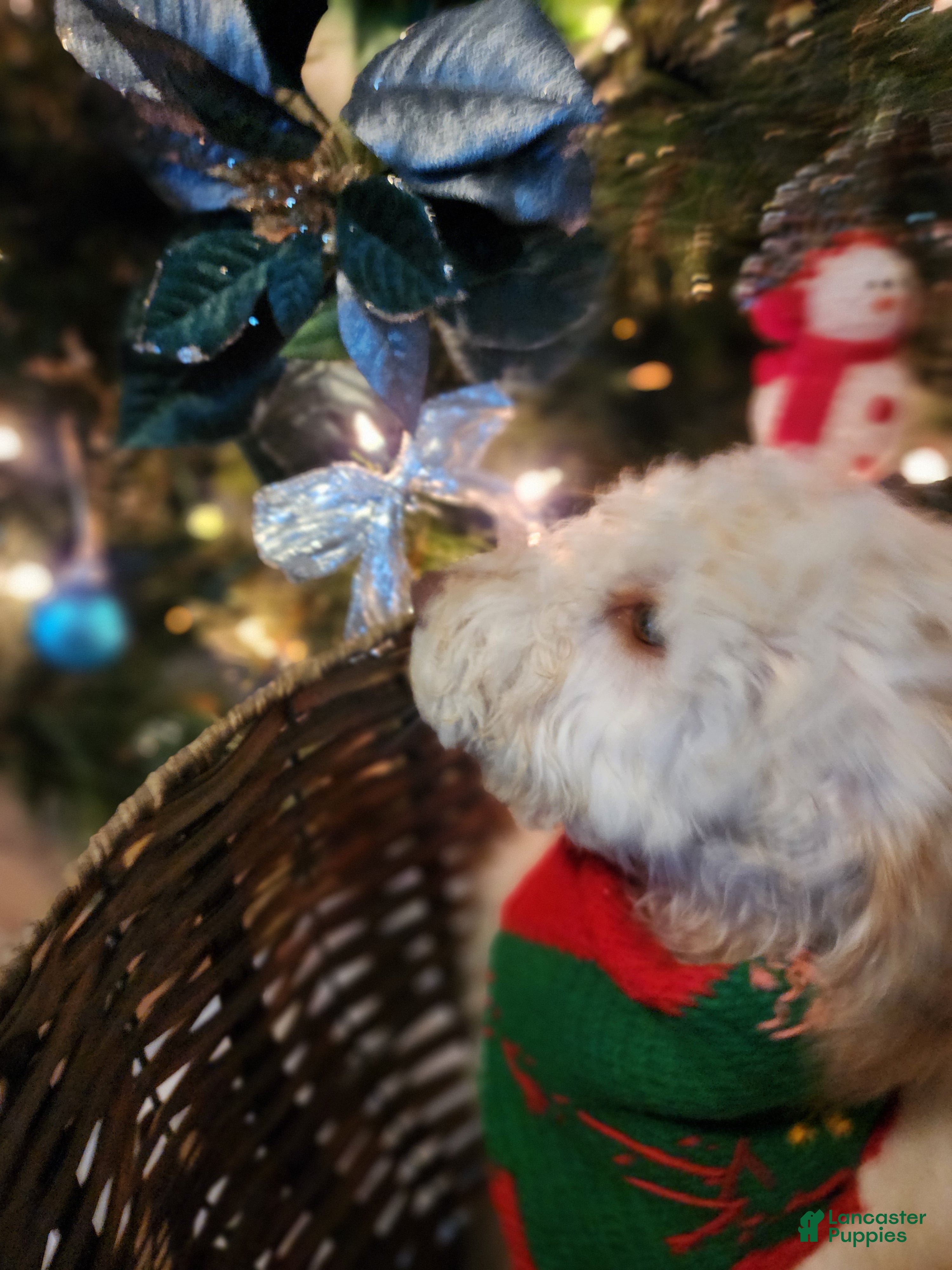 Goldendoodle dogs Daisy - Ad 37