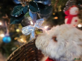 Goldendoodle dogs Daisy - Ad 37