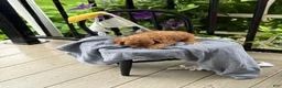 Cavapoo dogs for sale: Judd - Ad 14