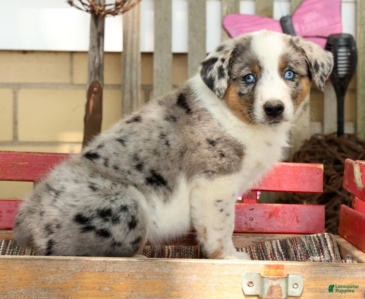 Australian Shepherd dogs Jasper - Ad 2