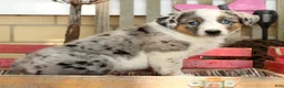 Australian Shepherd dogs for sale: Jasper - Ad 2