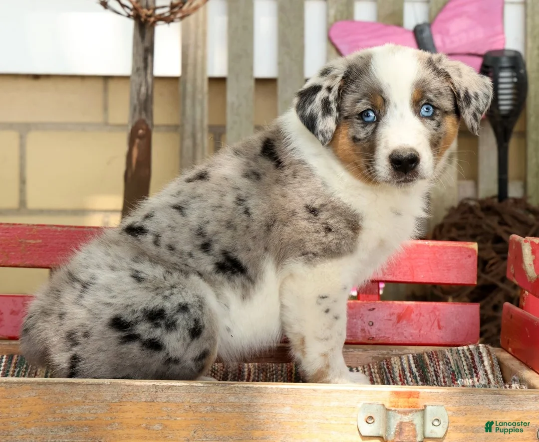 Australian Shepherd dogs for sale: Jasper - Ad 2