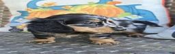 Miniature Dachshund dogs for sale: Hank - Ad 6