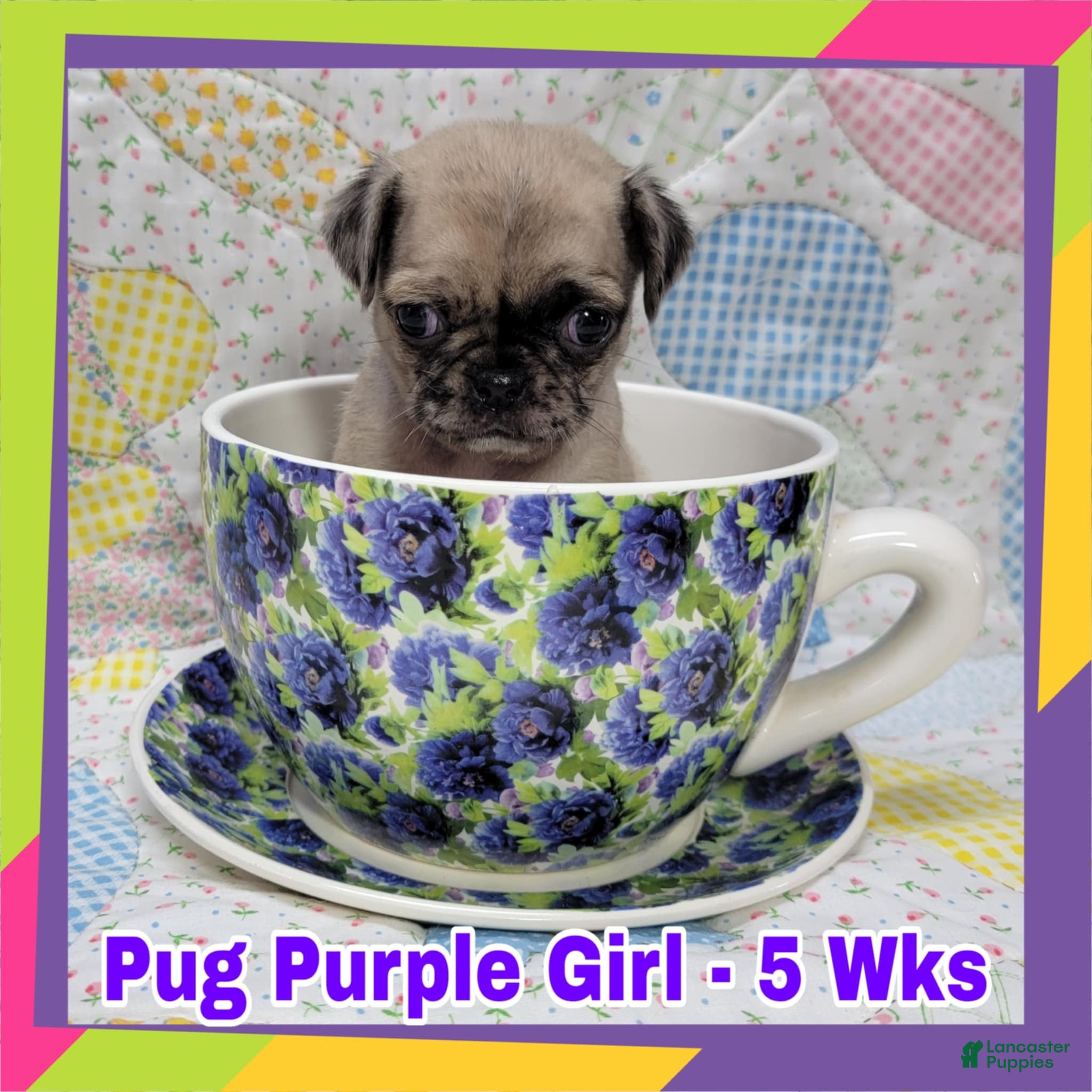 Pug dogs Pug Puppy Girl Purple - Ad 9