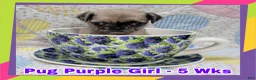 Pug dogs for sale: Pug Puppy Girl Purple - Ad 4