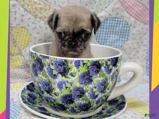 Pug dogs Pug Puppy Girl Purple - Ad 9