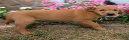 Golden Retriever dogs for sale: Abbott - Ad 4