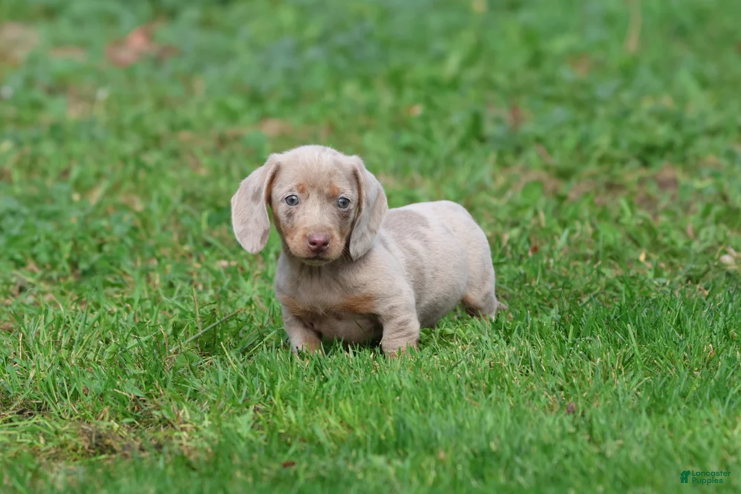 Miniature Dachshund dogs for sale: Marbles - Ad 2