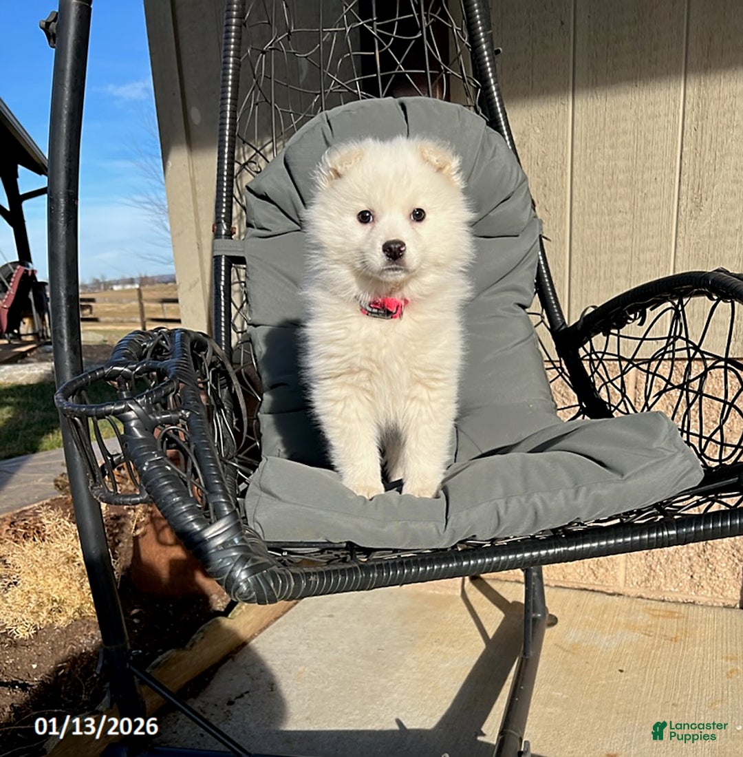 American Eskimo dogs for sale: Fran  - Ad 1