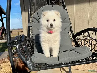 American Eskimo dogs Fran - Ad 10