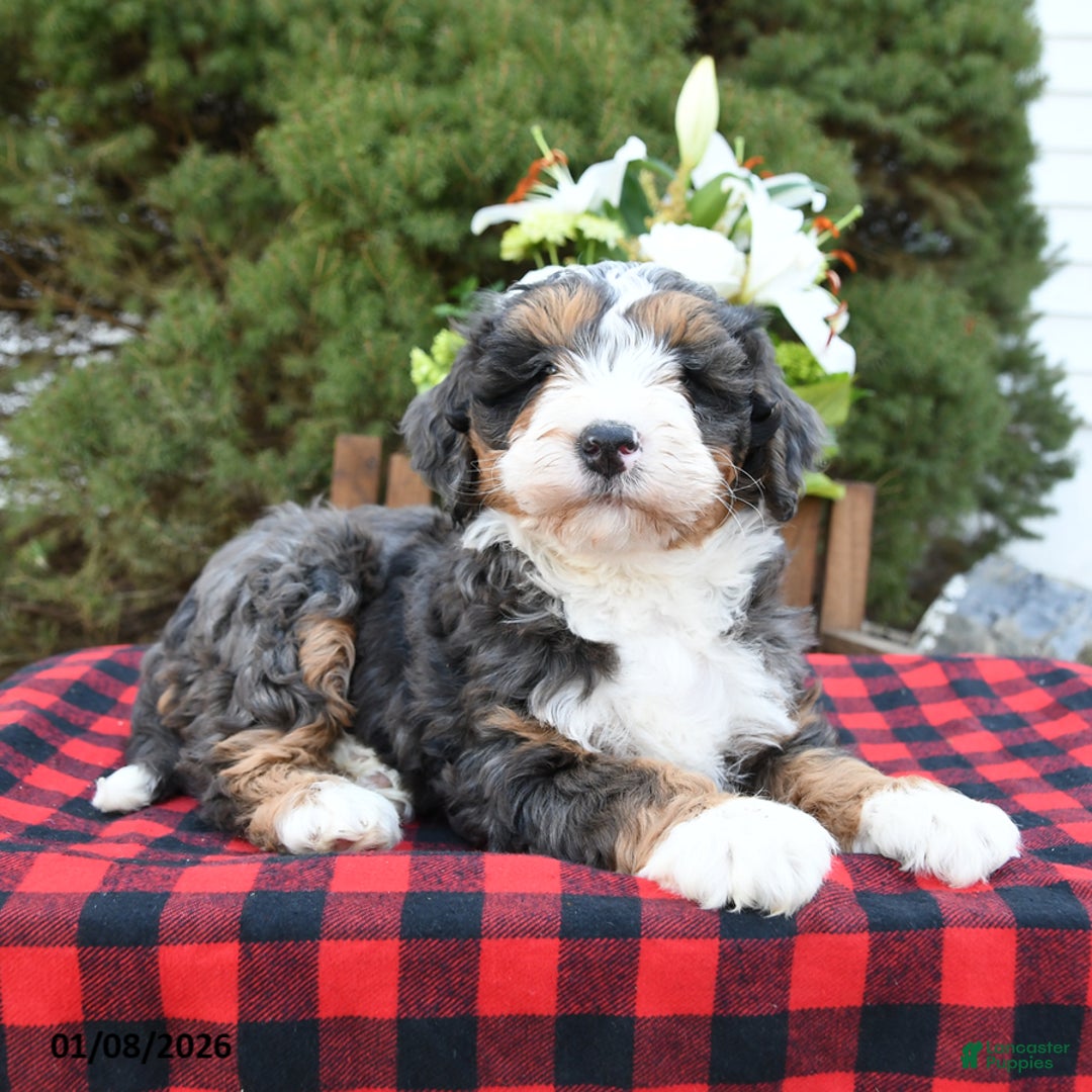 Mini Bernedoodle dogs for sale: Samson - Ad 5