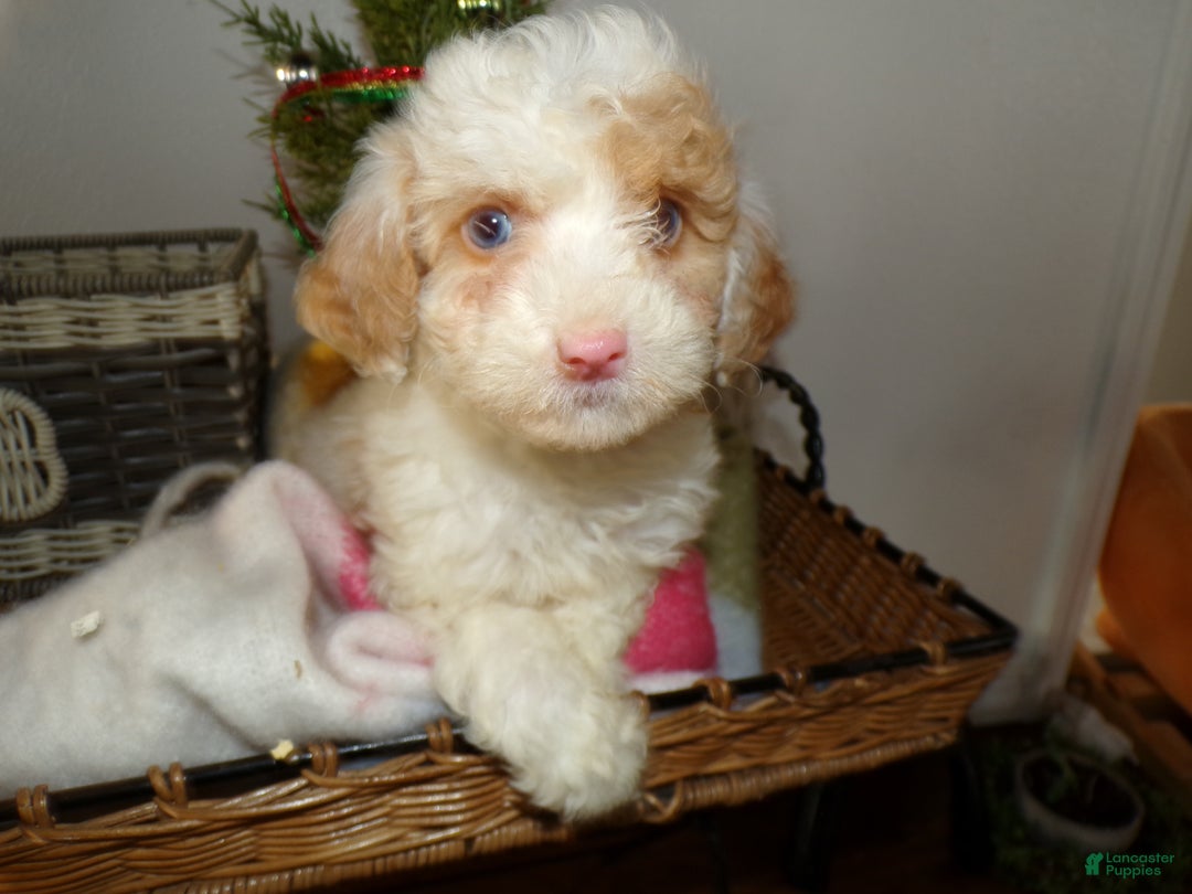 Toy Poodle dogs for sale: Toy Poodle Puppy 5 Dora - Ad 2