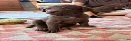 Chesapeake Bay Retriever dogs for sale: Chesapeake Bay Retriever 4 - Ad 2