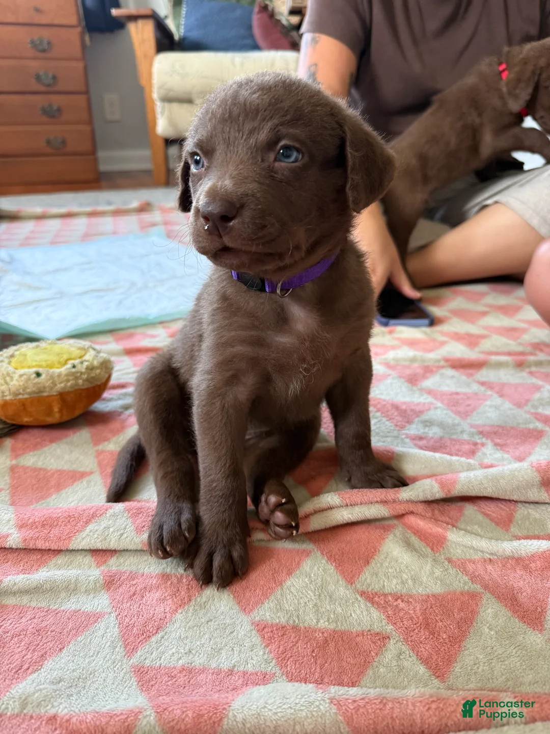 Chesapeake Bay Retriever dogs for sale: Chesapeake Bay Retriever 4 - Ad 2
