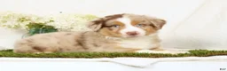 Miniature Australian Shepherd dogs for sale: Laker - Ad 4