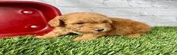 Miniature Poodle dogs for sale: Gus Miniature Poodle  - Ad 7