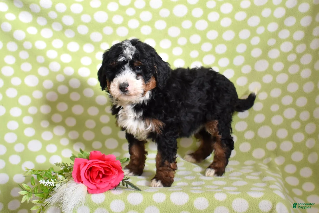 Bernedoodle dogs for sale: Granola  - Ad 4