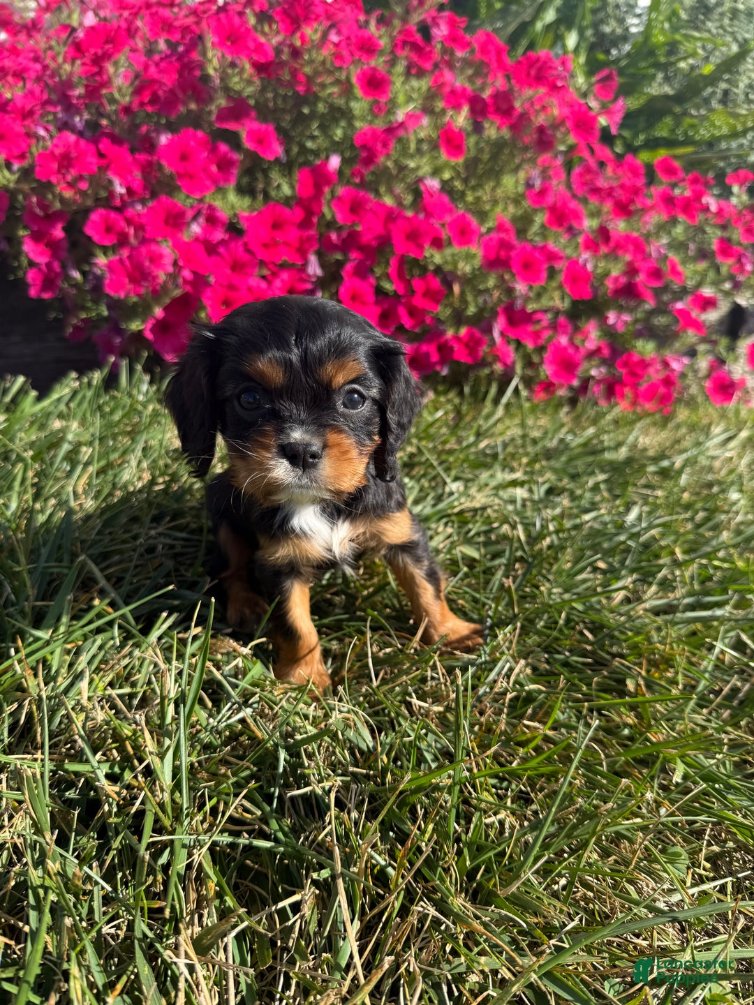 Cavalier King Charles Spaniel dogs for sale: Roscoe - Ad 30