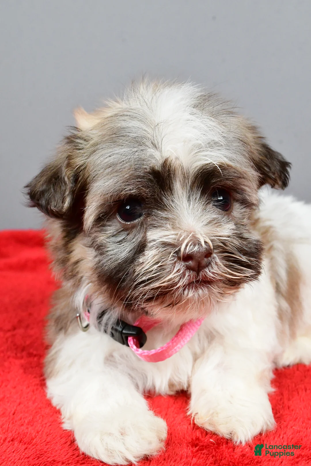 Havanese dogs for sale: Zelda - Ad 5