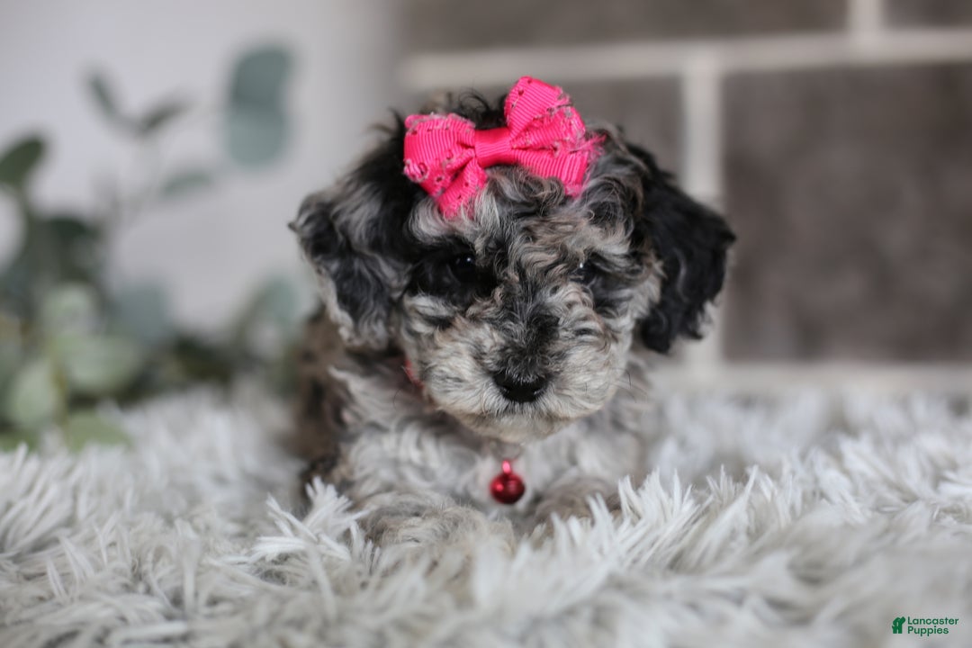 Miniature Poodle dogs for sale: Joy - Ad 14