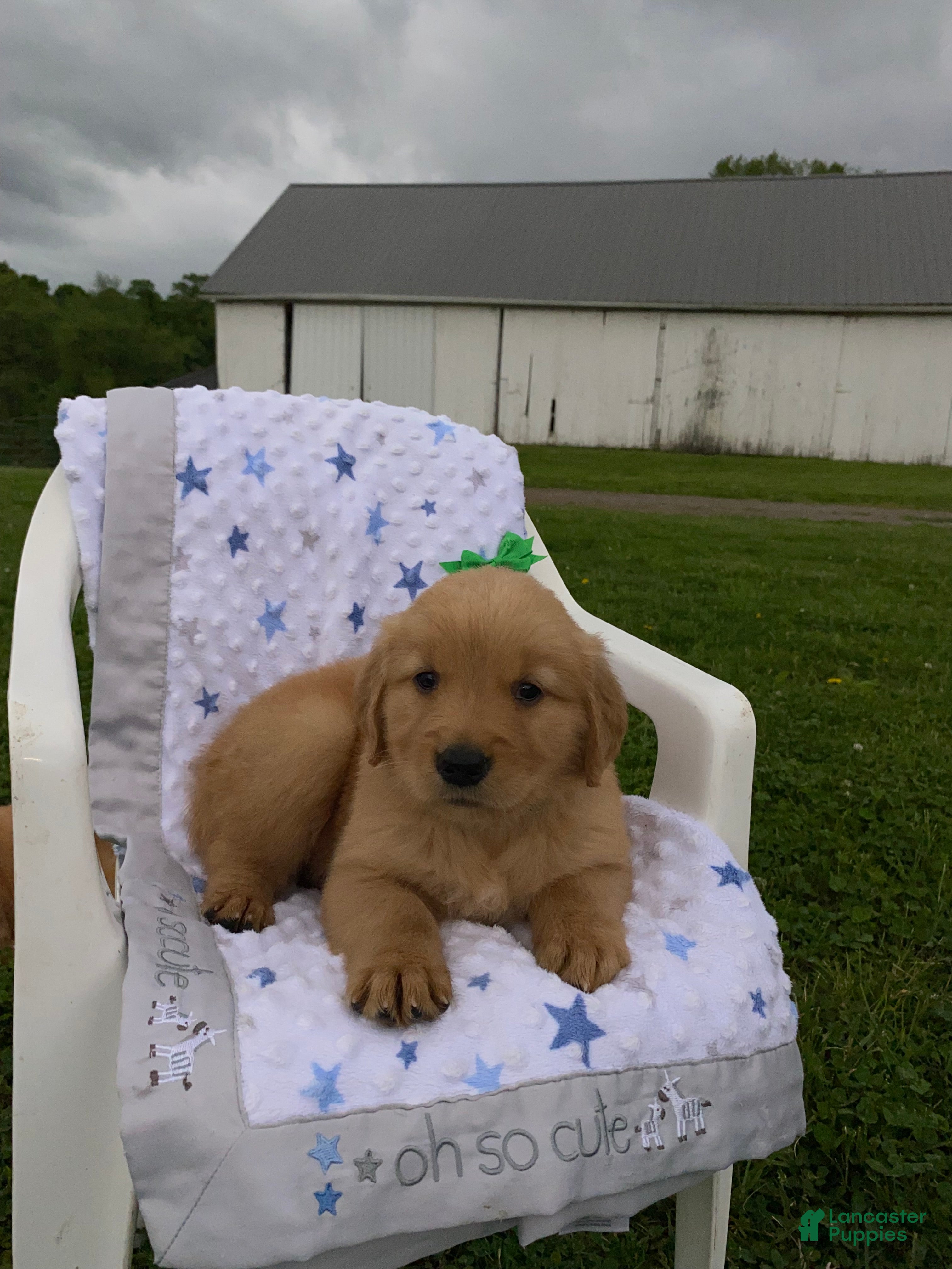 Golden Retriever dogs for sale: Golden Retriever Lucy - Ad 1