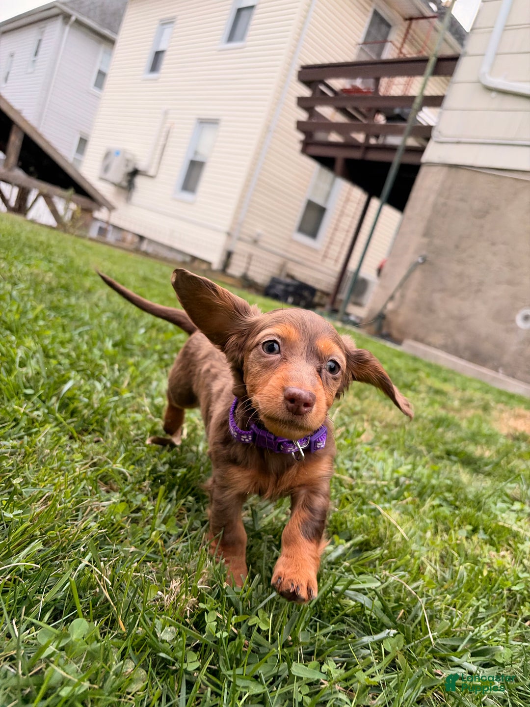 Miniature Dachshund dogs for sale: Ginger - Ad 8