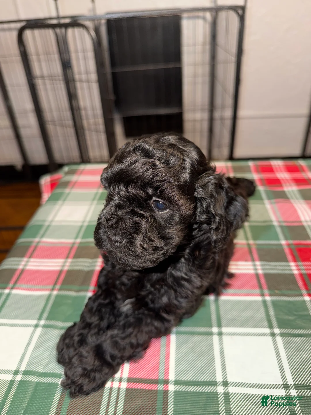 Yorkiepoo dogs for sale: Yorkiepoo Puppy 2 - Ad 2