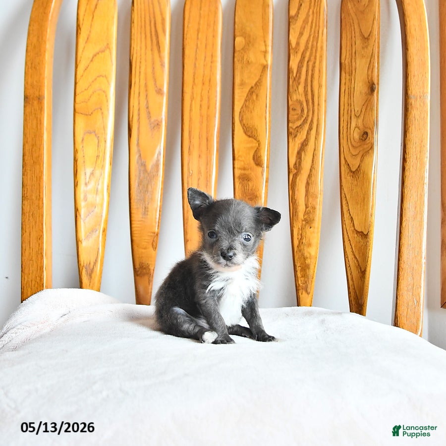Pomapoo dogs Lester - Ad 2