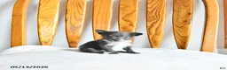 Pomapoo dogs for sale: Lester - Ad 2