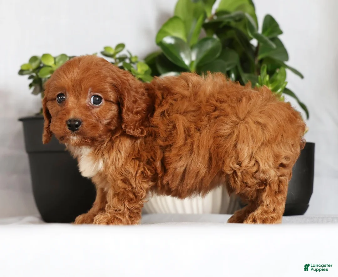 Cavapoo dogs for sale: Missy - Ad 5
